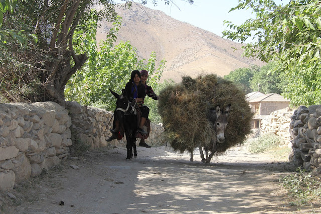 Ouzbékistan, Sentyab, ânes, saxaoul, © L. Gigout, 2012