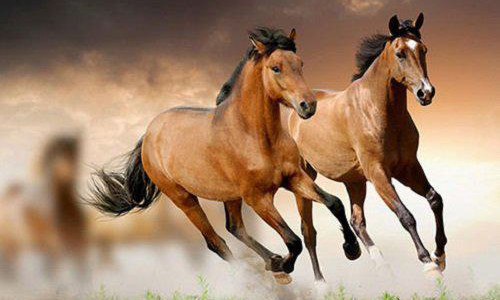 Con giáp nào làm ăn gặp "thiên thời, địa lợi" nhất tháng 2 2 a8 rori