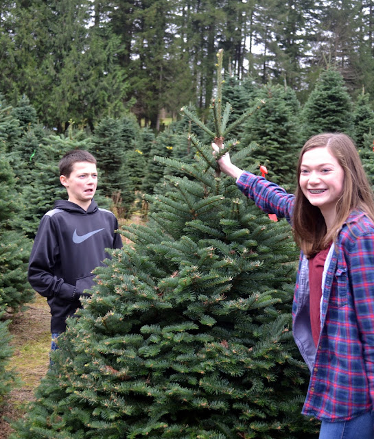 How to Pick the Perfect Christmas Tree
