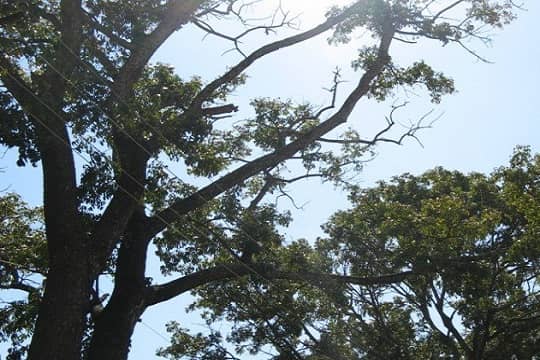 तुन का पेड़ एक औषधीय वनस्पति और ईमारती लकड़ी वाला वृक्ष है, toon or Himalayan red Cedar is a useful tree, Tooni ya tun ka ped