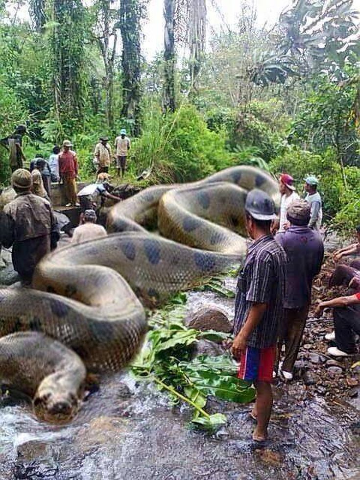 Сколько метров змея. Самая большая Анаконда река Амазонка. Анаконда змея. Большая змея Анаконда в Амазонке. Самая большая Анаконда 41м.