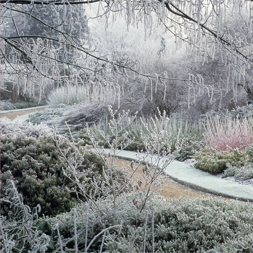 WINTER GARDENING TIPS THINGS YOU CAN DO NOW