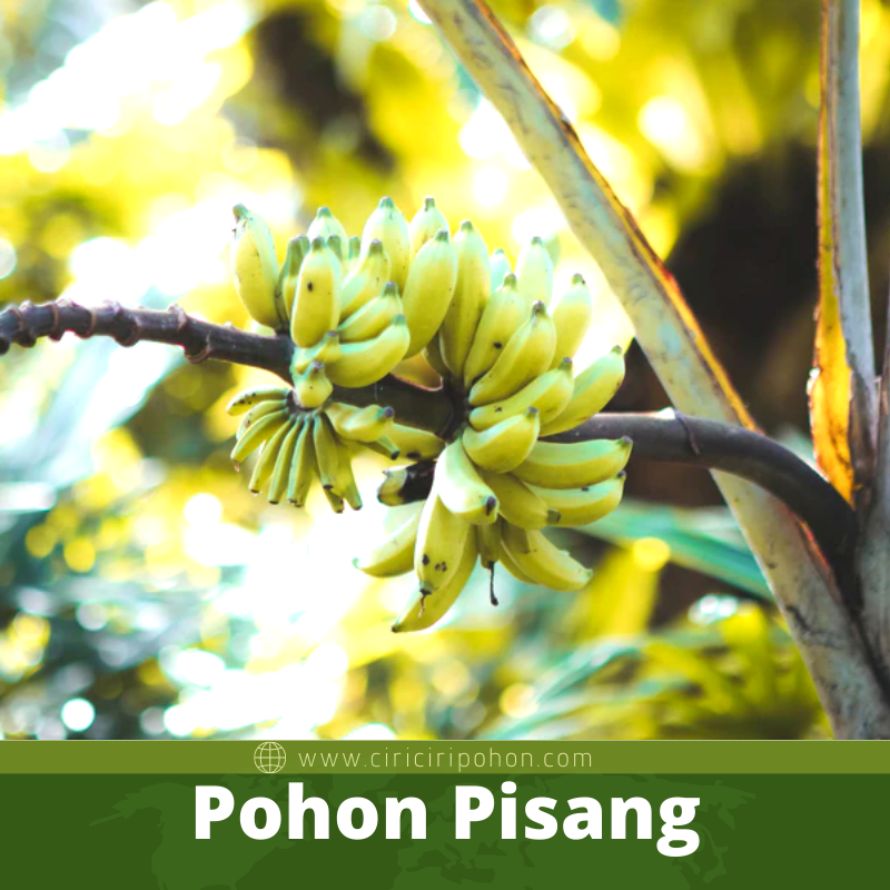 Pohon Pisang