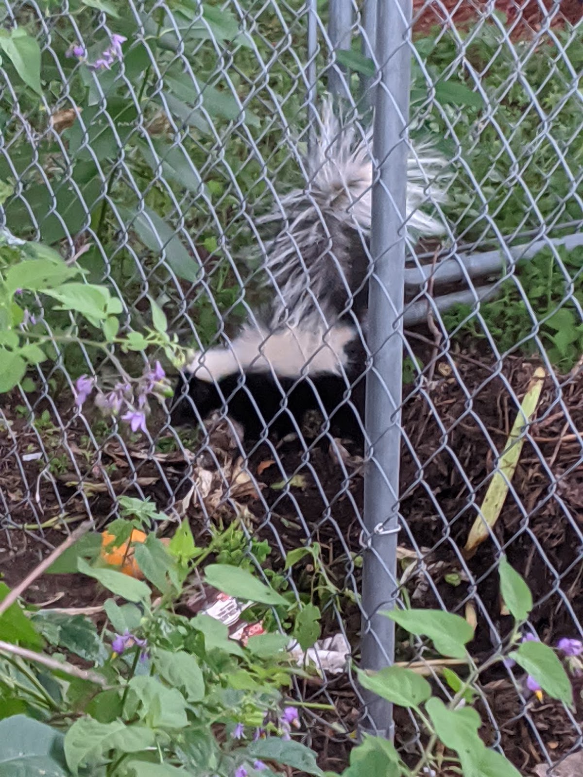 Vernon VT Nature Finds Of Compost and Skunks