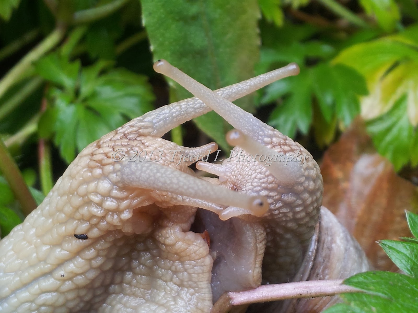 Beleef de natuur: Als het gras twee kontjes hoog is