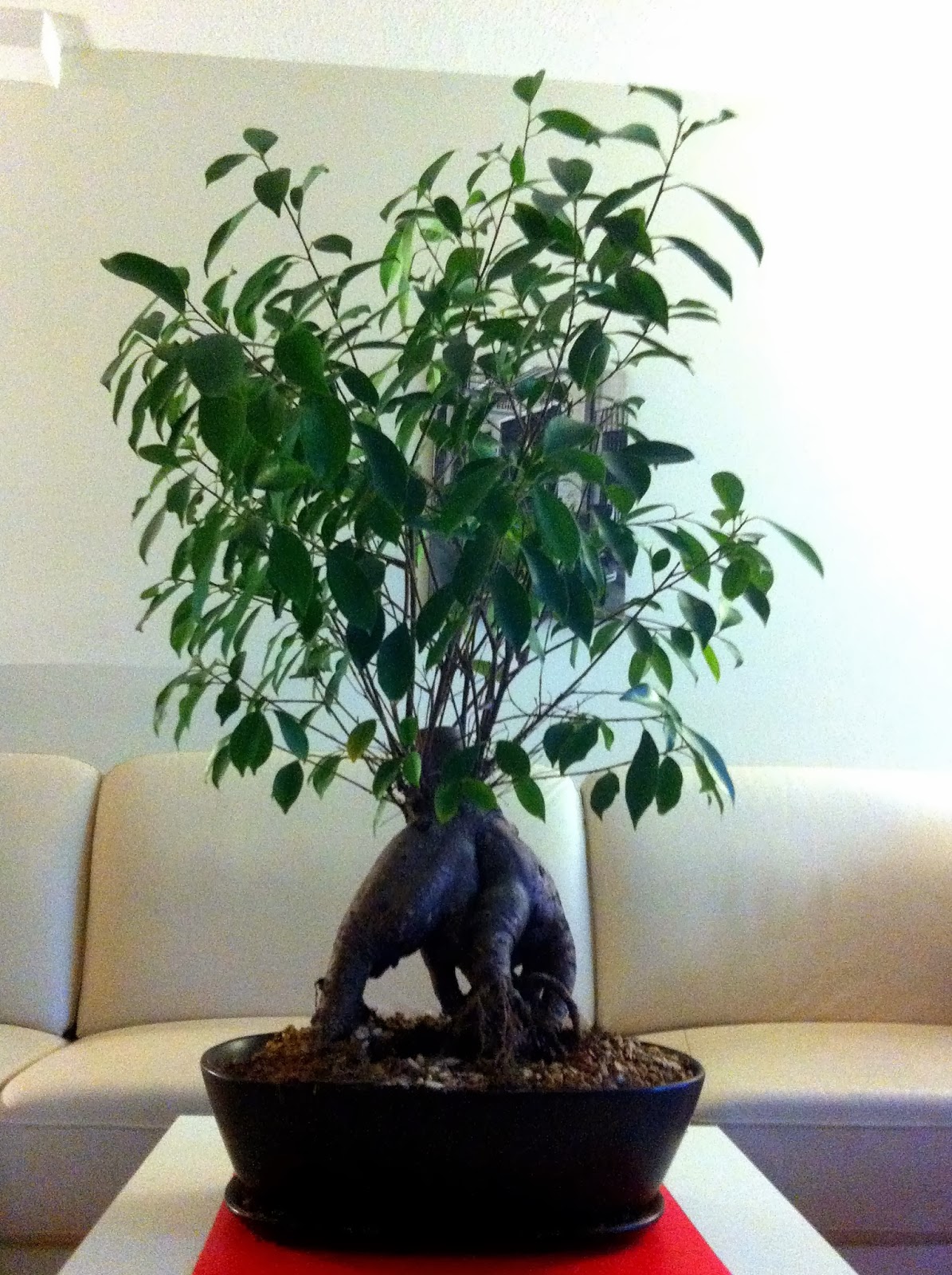 Texas Mountain Laurel Bonsai