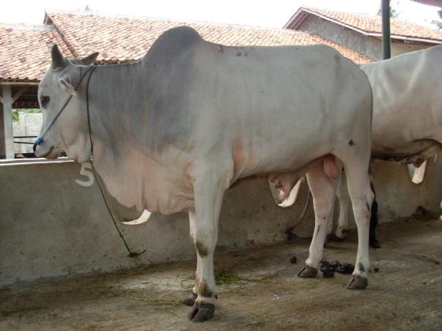 私のデジタルジャーナル: Usaha sapi, kenapa tidak?