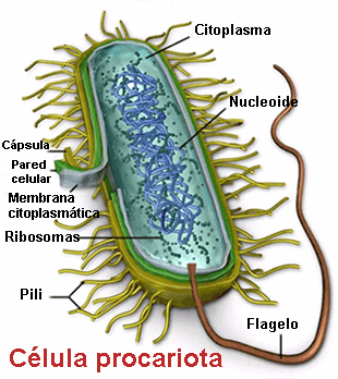 Estructura de una célula procariota Estructura de una célula procariota