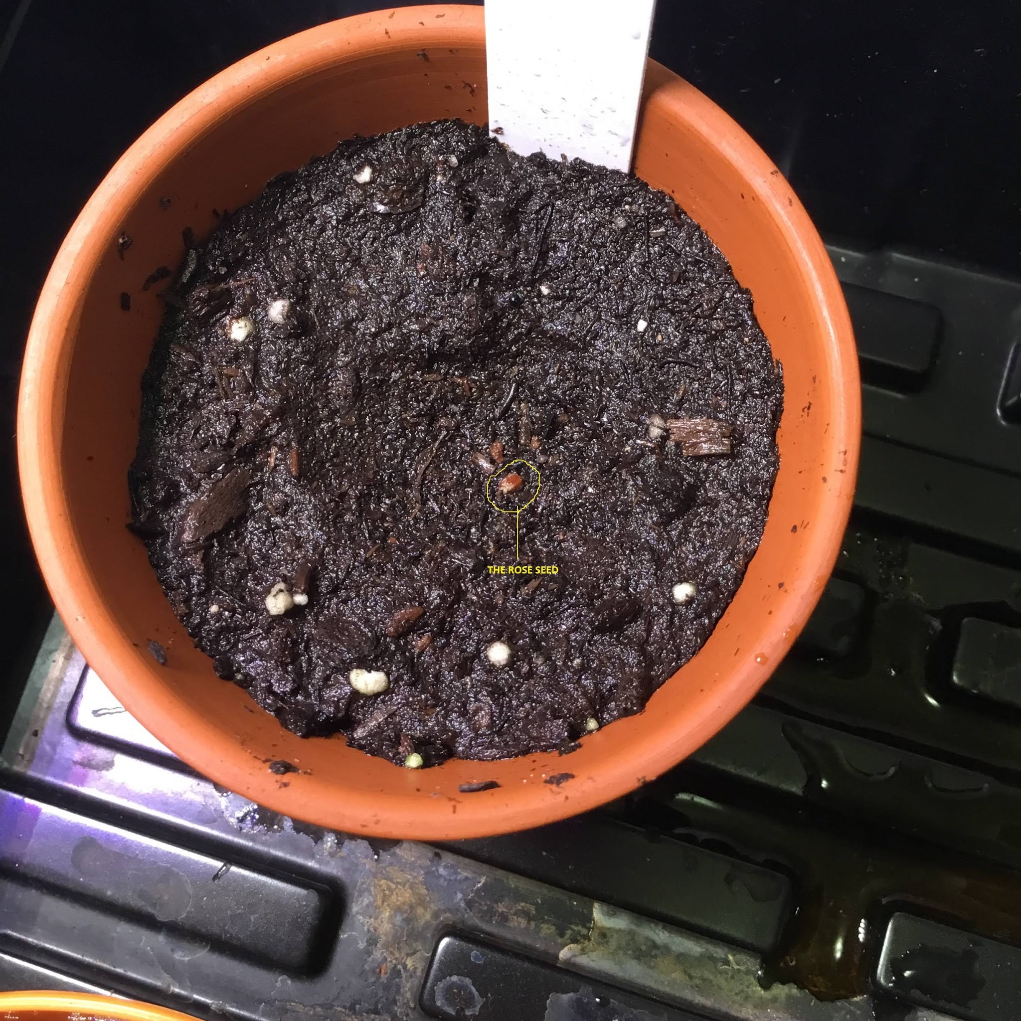 Farming How to Grow a Rose plant From Rose Seed and Techniques to Grow