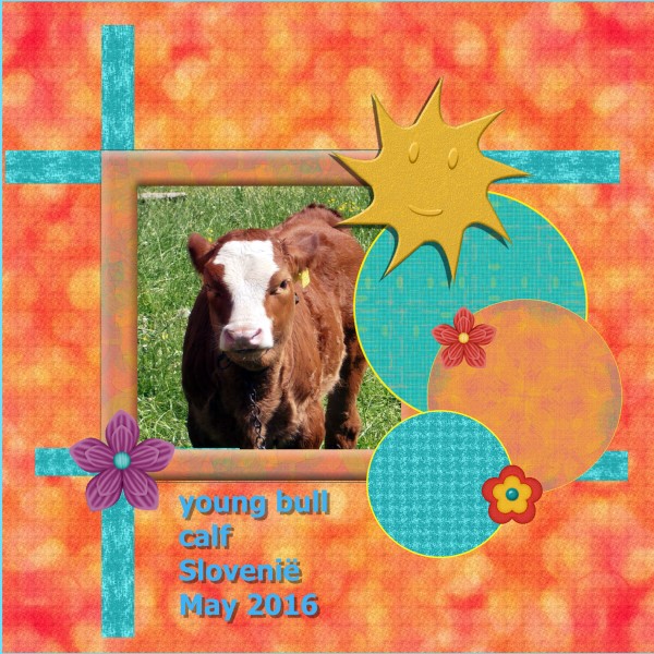 July 2016 - young bull calf