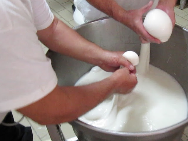 two farmers transform the milk creating balls of mozzarella