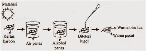 Soal essay tentang percobaan fotosintesis image