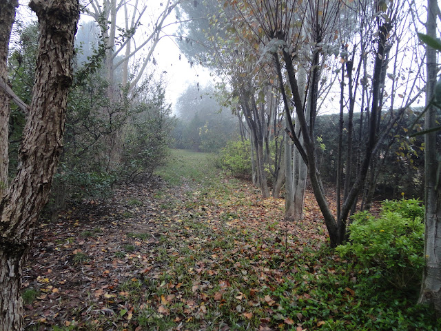 CAMINOS INTERIORES DEL JARDÍN PERDIDOS ENTRE LA NIEBLA