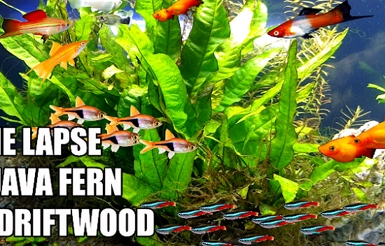 Java Fern Aquarium Plant Guide