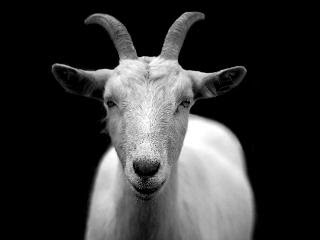 Goat/Google buys goats every year