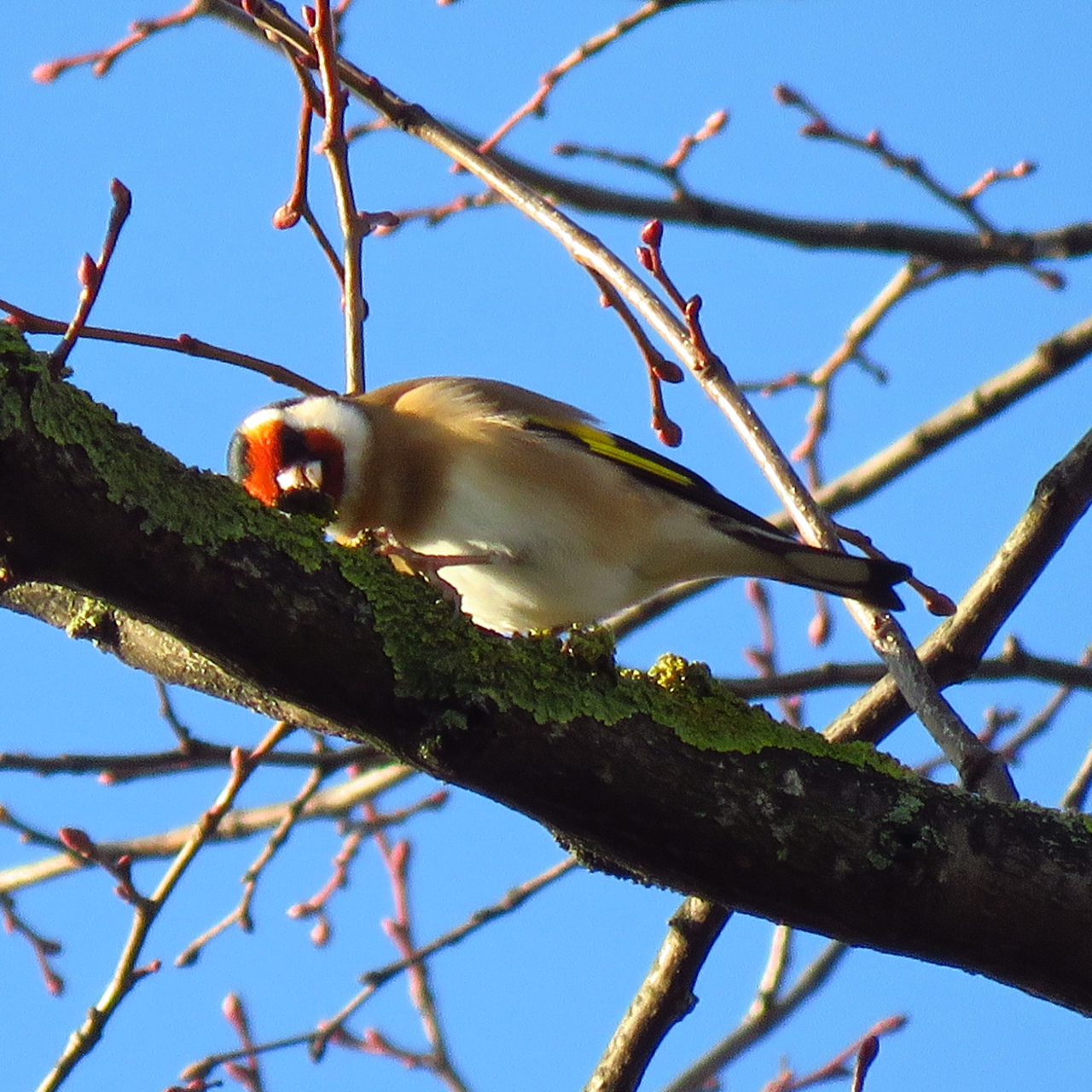 The Rattling Crow: What are goldfinches doing on tree branches?