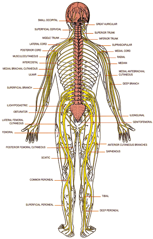 Disc Herniation Treatment - Toronto: Carpal Tunnel Syndrome Stemming