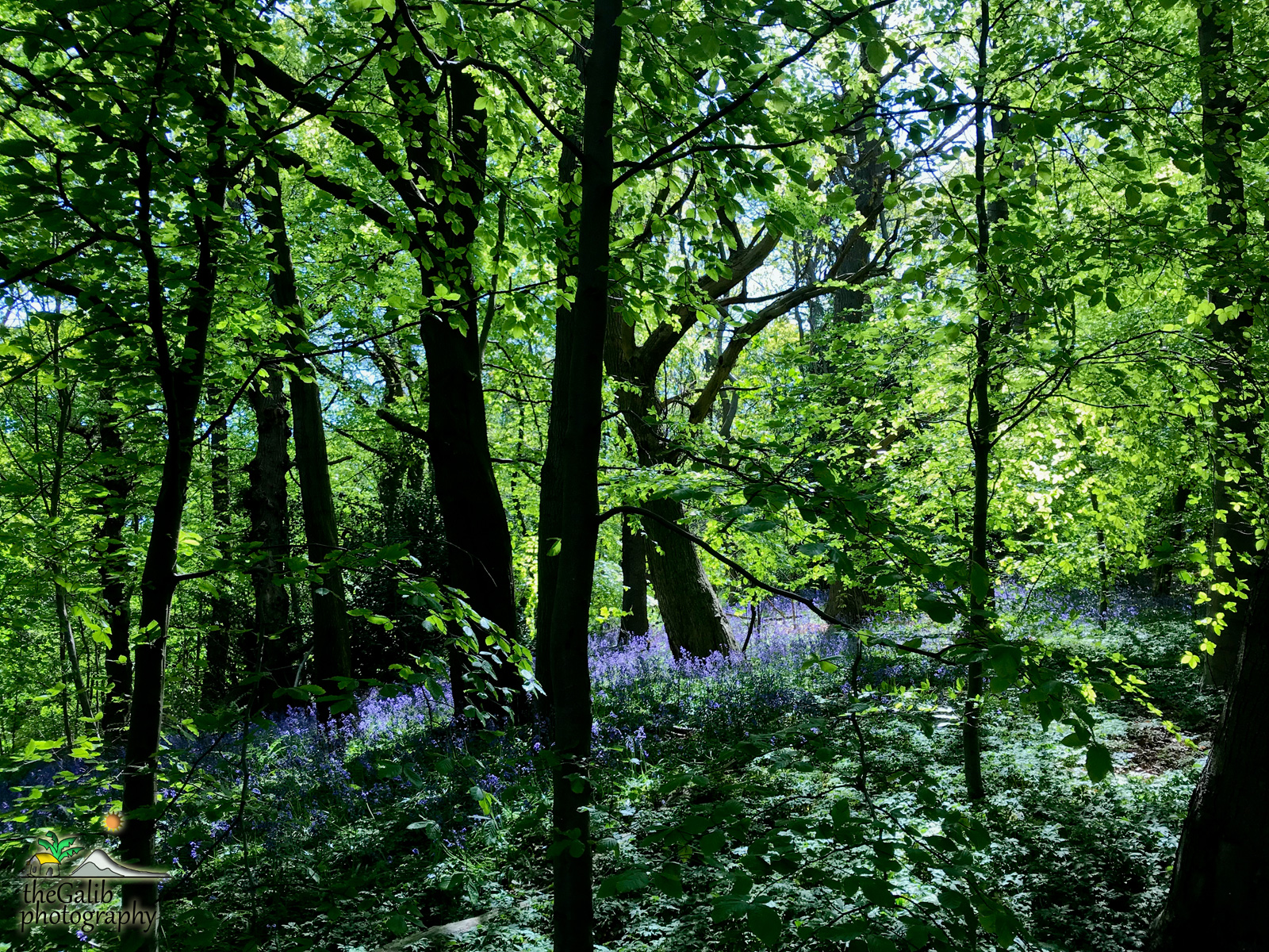 theGalib Photography: Cardiac Hill!