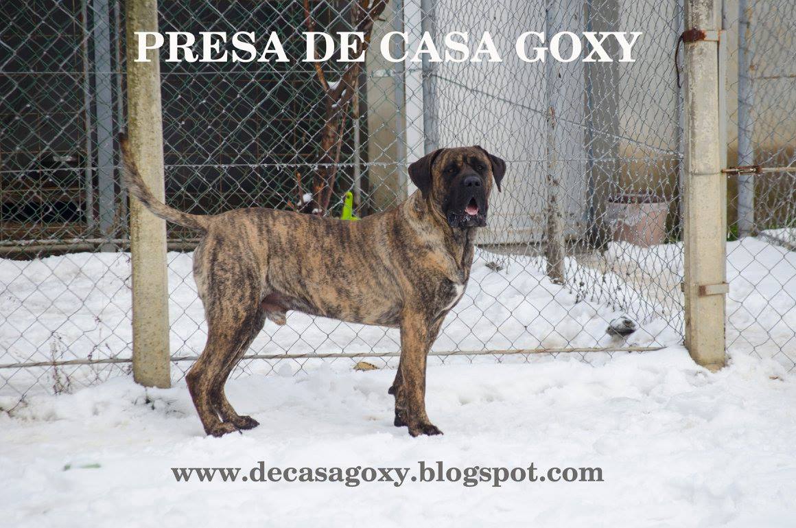 Presa De Casa Goxy Presa Canario kennel DURANGO