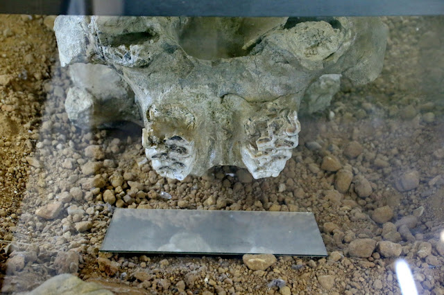  Mandibula mastodonte - Casa Palillos - Cabañeros