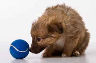 juguetes cachorros