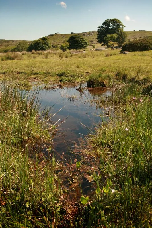 Dartmoor mire at DWT Emsworthy Mire nature reserve, near  Widecombe. Photo copyright Simon Williams (All rights reserved)