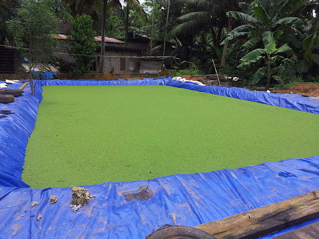 Azolla Cultivation - An Opportunity to Increase Farm Income