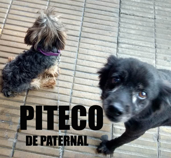 PITECO de Paternal