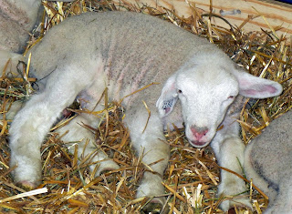 Newborn lamb at the Minnesota State Fair in Minneapolis