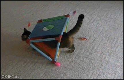 Funny Cat GIF • Clumsy cat stuck walks in a funny way and gets scared. Leave me alone! [ok-cats-site.com]