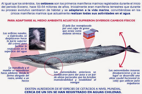 Info animales QUÉ SON LOS CETÁCEOS