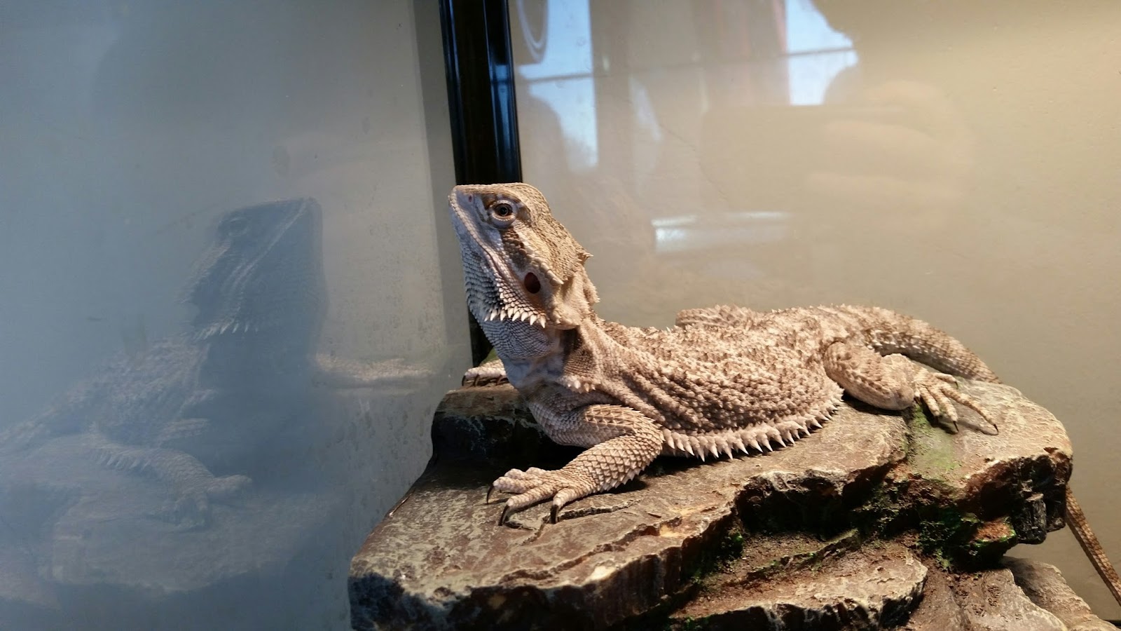 bearded-dragon-costume-petsmart-3.jpg
