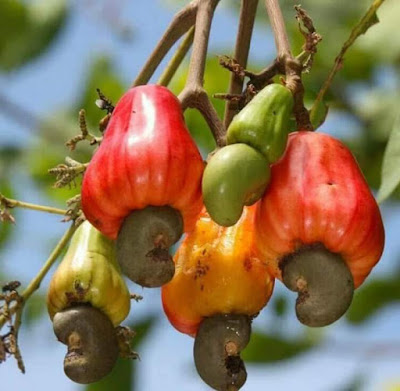 Jambu Monyet Buah Langka