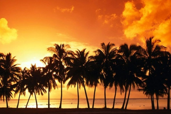 Wallpapers and pictures: Palm trees wallpaper