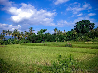 Natural Scenery Of The Rice Fields And Trees After Harvesting On A Sunny Day At Umeanyar Village North Bali Indonesia