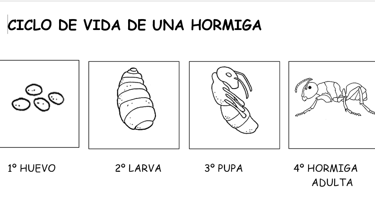 APRENDIENDO DESDE CASA CICLO DE VIDA DE UNA HORMIGA APRENDIENDO DESDE CASA CICLO DE VIDA DE UNA HORMIGA