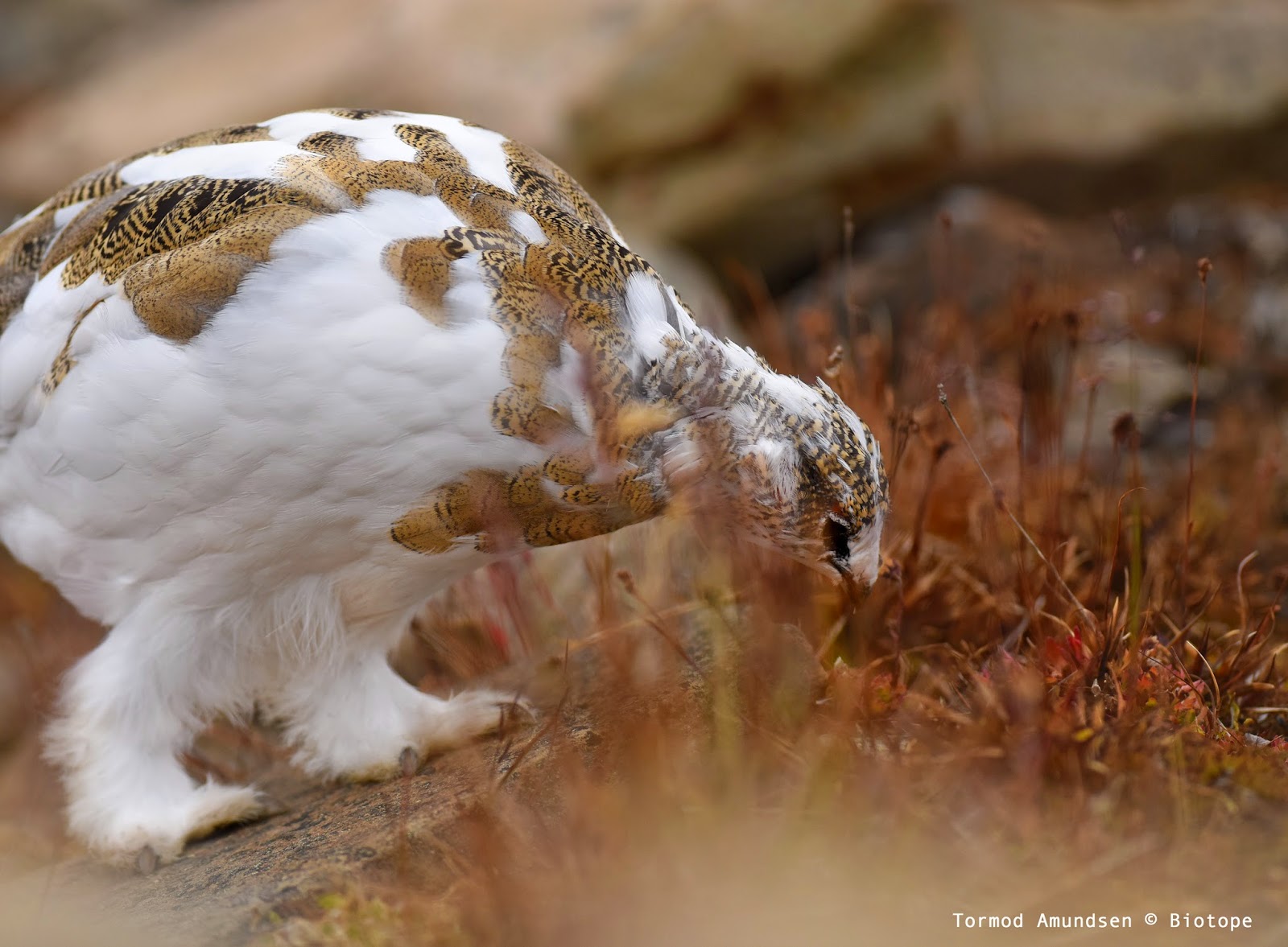 biotope Birding Svalbard, Arctic Norway