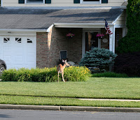 A deer munching on plants and bushes