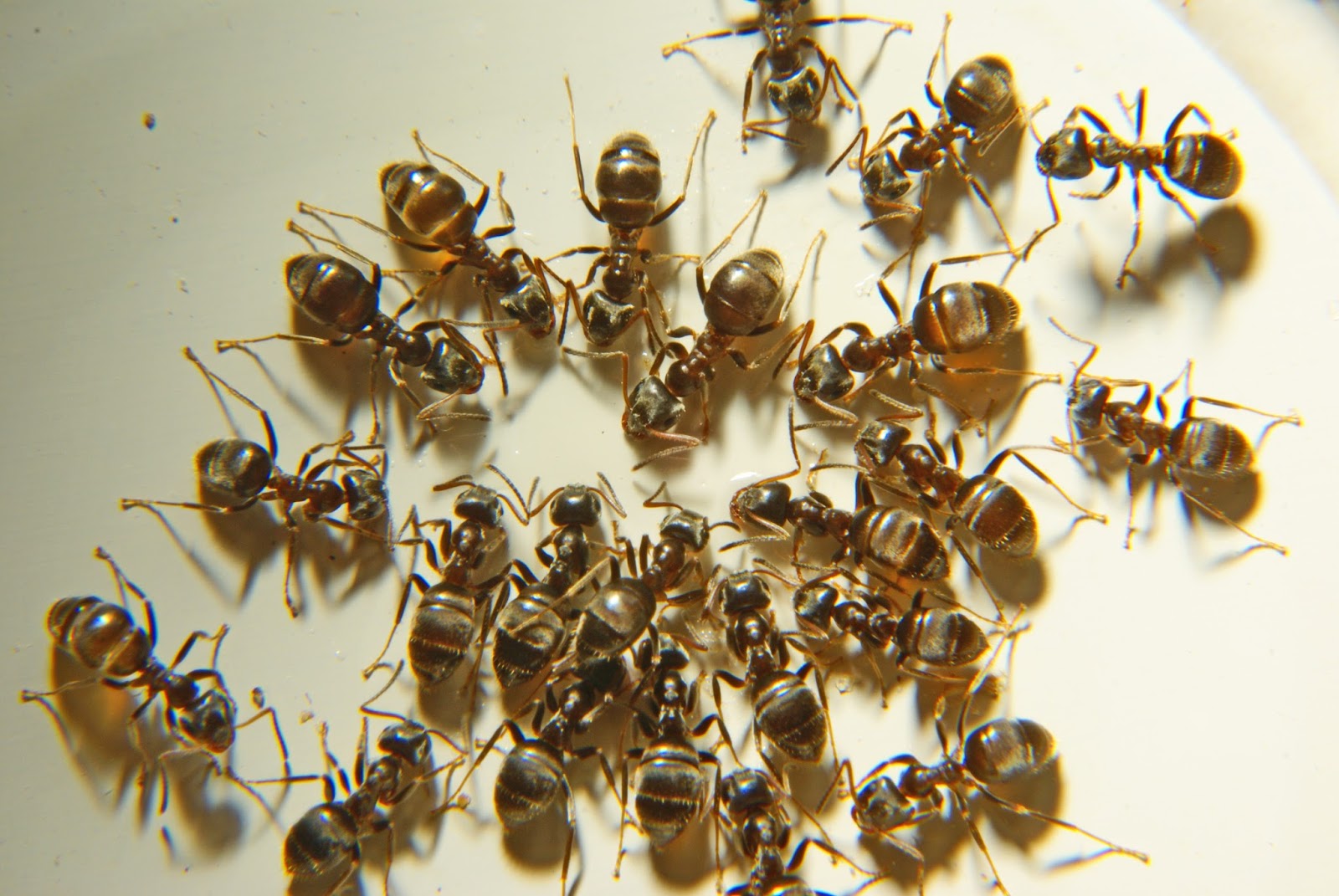 Куча муравьев. Семейство муравьев. Муравьиная семья. Муравьи много. Семья муравьев.