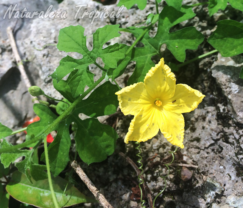 Naturaleza Tropical El Melón Amargo o Cundeamor, Momordica charantia