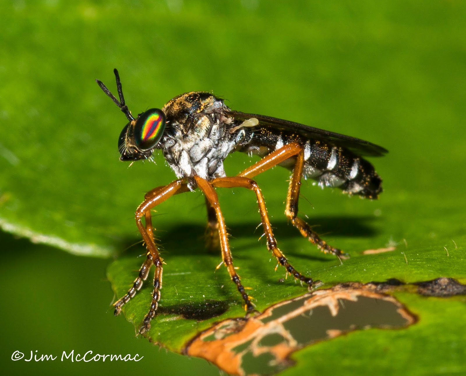 Ohio Birds and Biodiversity: An amazing little robber fly!