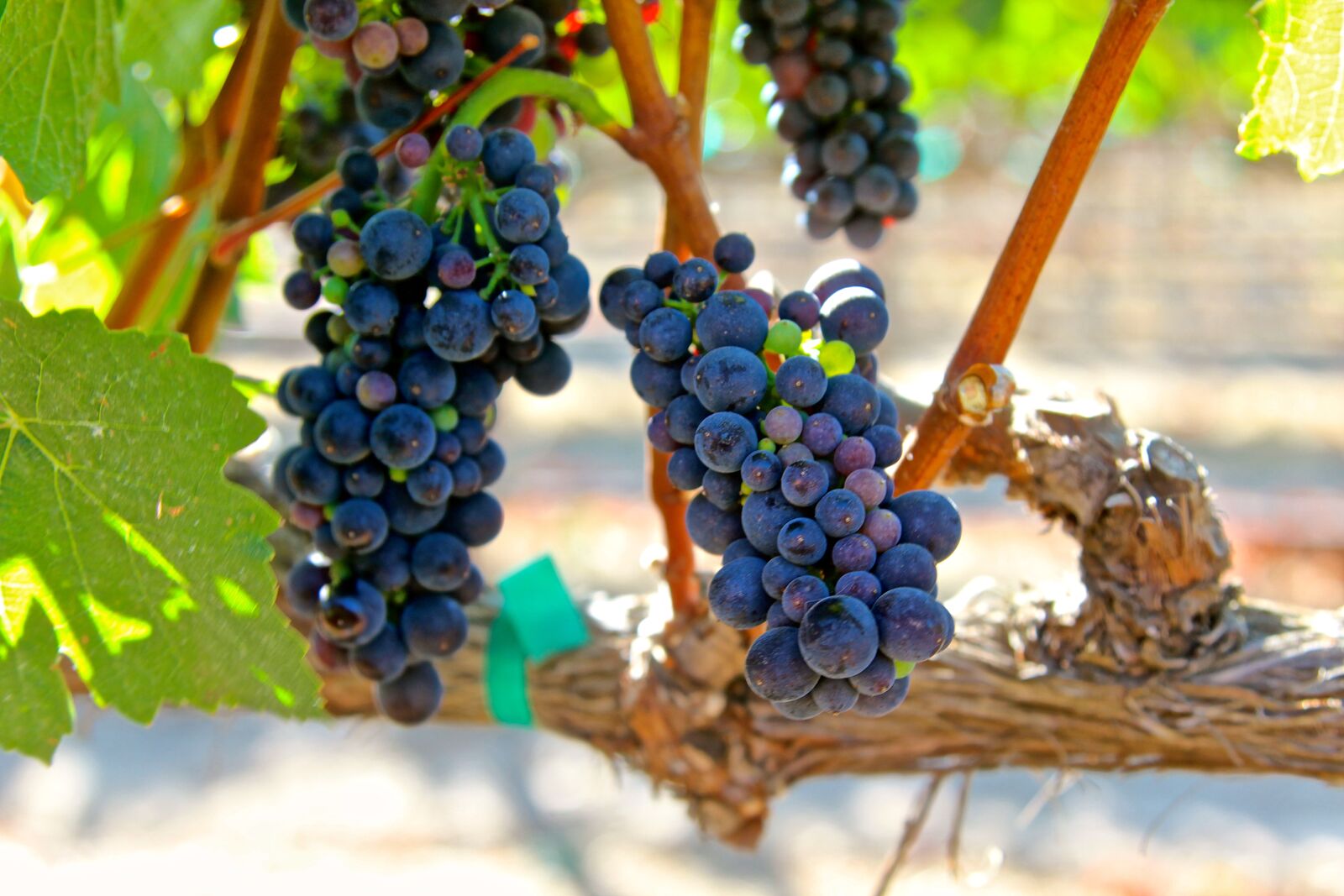 Getting down to seeds and stems at 2018 World of Pinot Noir
