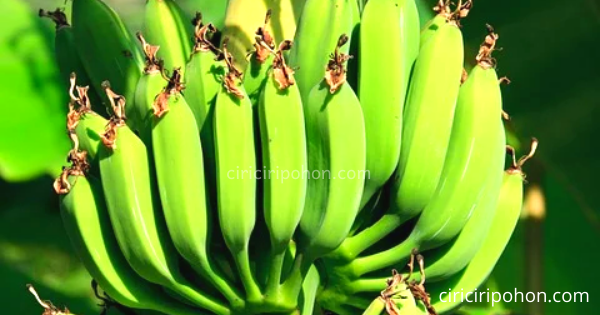 Kenapa Budidaya Pohon Pisang Layak Untuk Dicoba Kenapa Budidaya Pohon Pisang Layak Untuk Dicoba