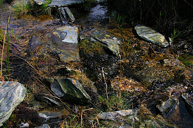 Walia - Snowdon 2006 Poszukujacraju