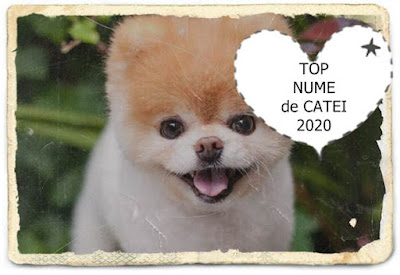 lista top nume frumoase de caine fata in ordine alfabetica lista top nume frumoase de caine fata in ordine alfabetica