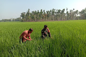 Dukung Ketahanan Pangan Babinsa Bantu Petani Cek Tanaman Padi Di Sawah