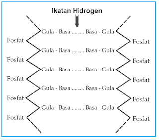 Diagram ikatan hidrogen
