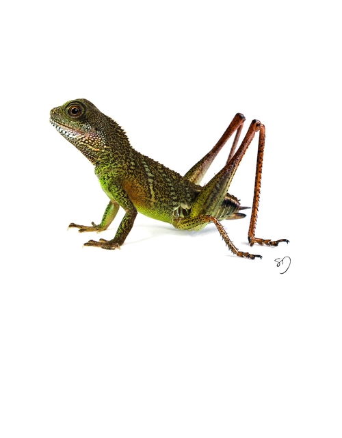 10-Lizard-Cricket-Sarah-DeRemer-You-Are-what-You-Eat-Photo-Manipulation-www-designstack-co