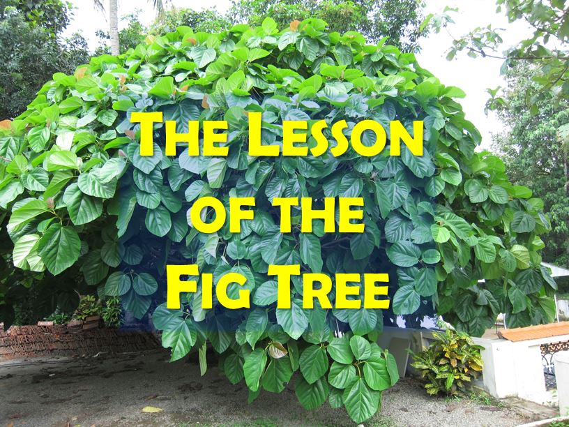Rocky Road Devotions The Lesson of the Fig Tree