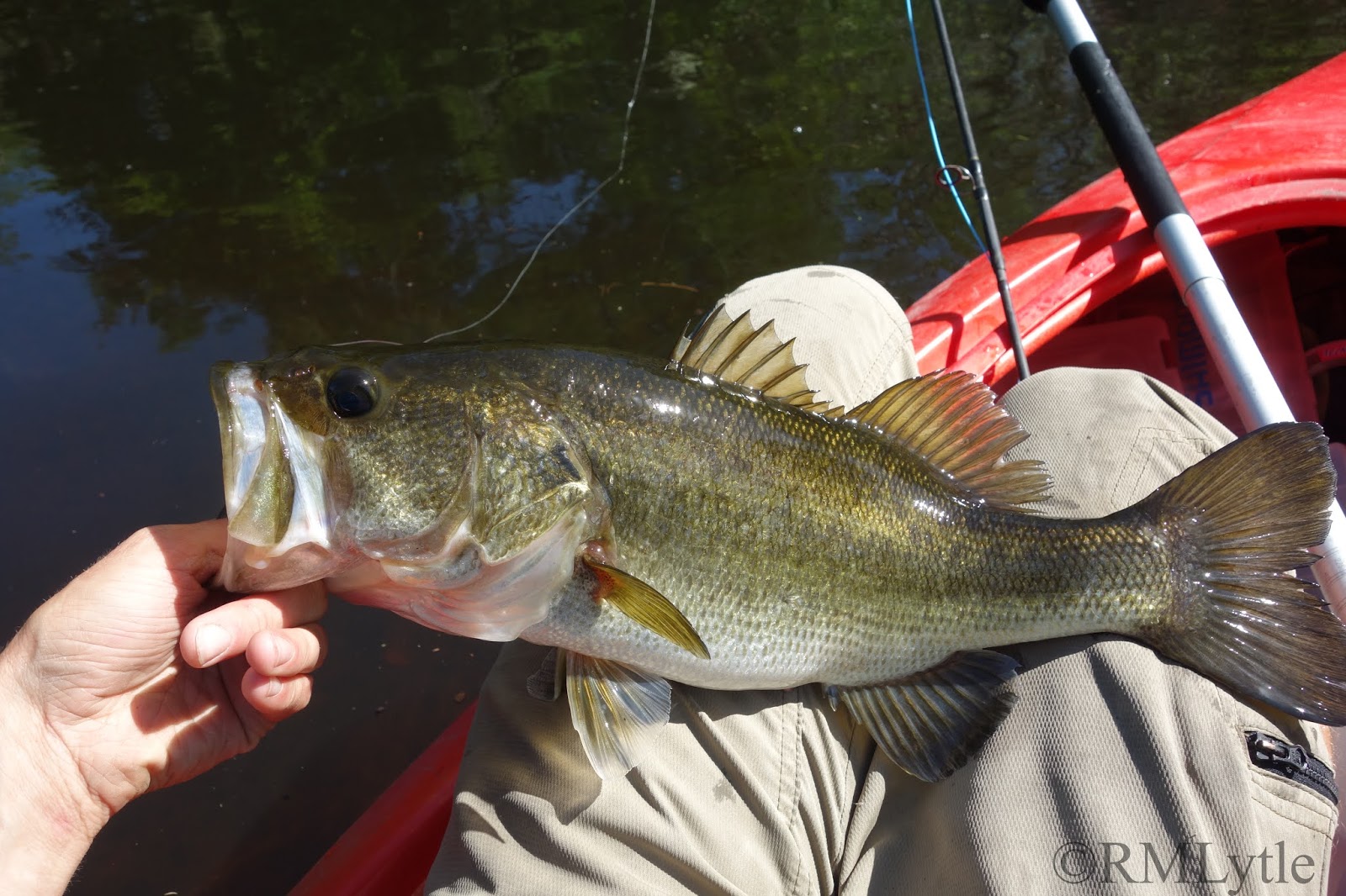 Connecticut Fly Angler The Frustration of Loss Giant Snook (pt.1)